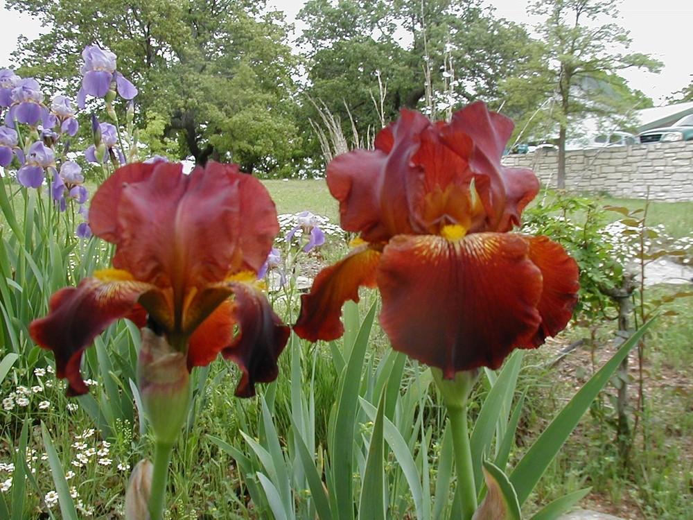 Photo of Tall Bearded Iris (Iris 'Burnt Offering') uploaded by needrain