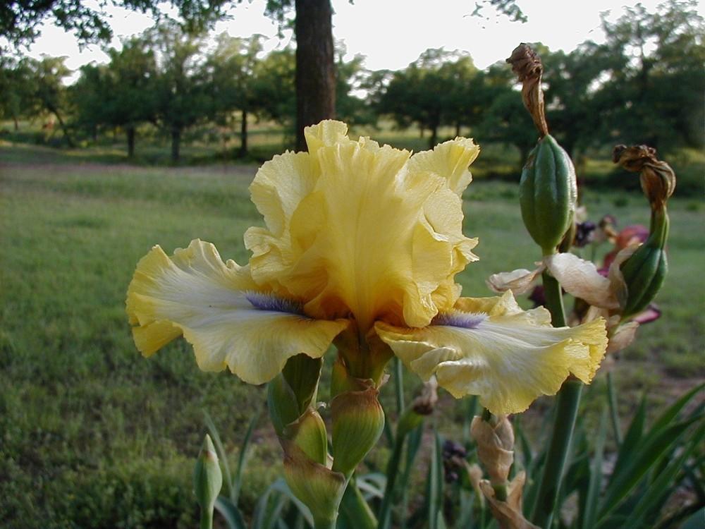 Photo of Tall Bearded Iris (Iris 'Blue-Eyed Susan') uploaded by needrain