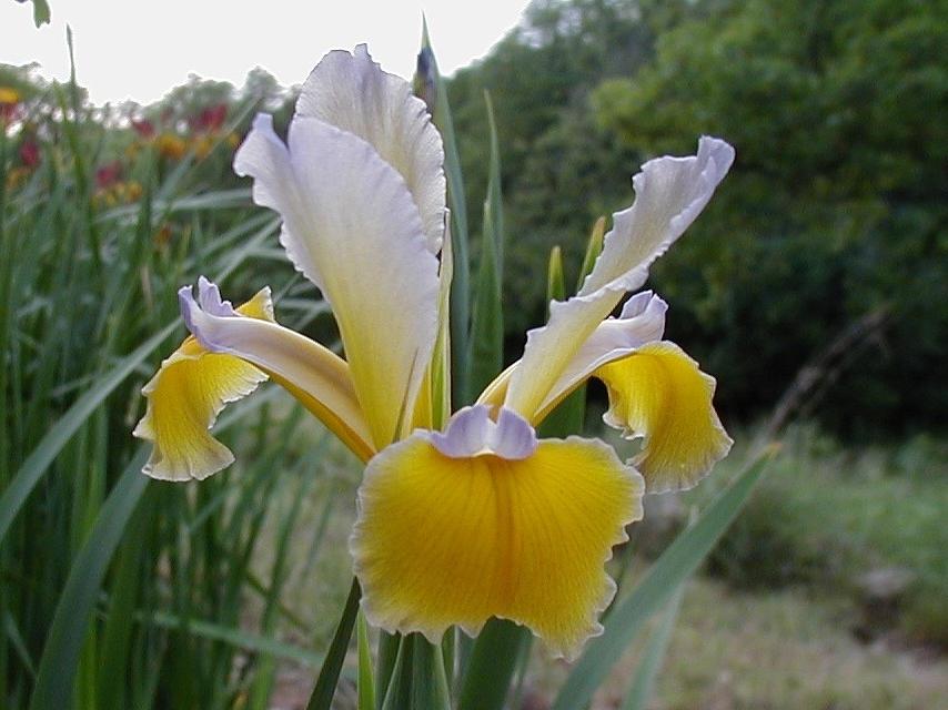 Photo of Spuria Iris (Iris 'Amber Ripples') uploaded by needrain