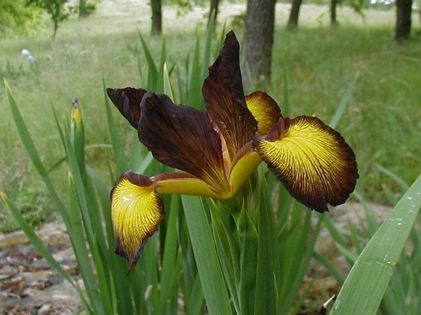 Photo of Spuria Iris (Iris 'Chocolate Fudge') uploaded by needrain