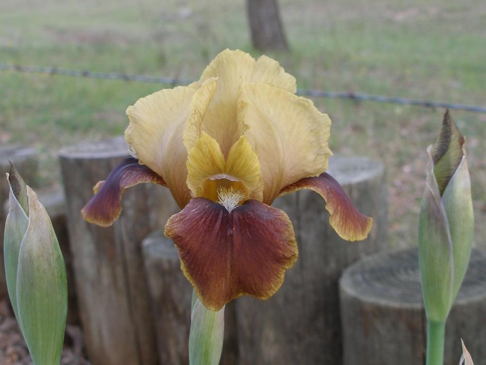 Photo of Arilbred Iris (Iris 'Byzantine Beauty') uploaded by needrain