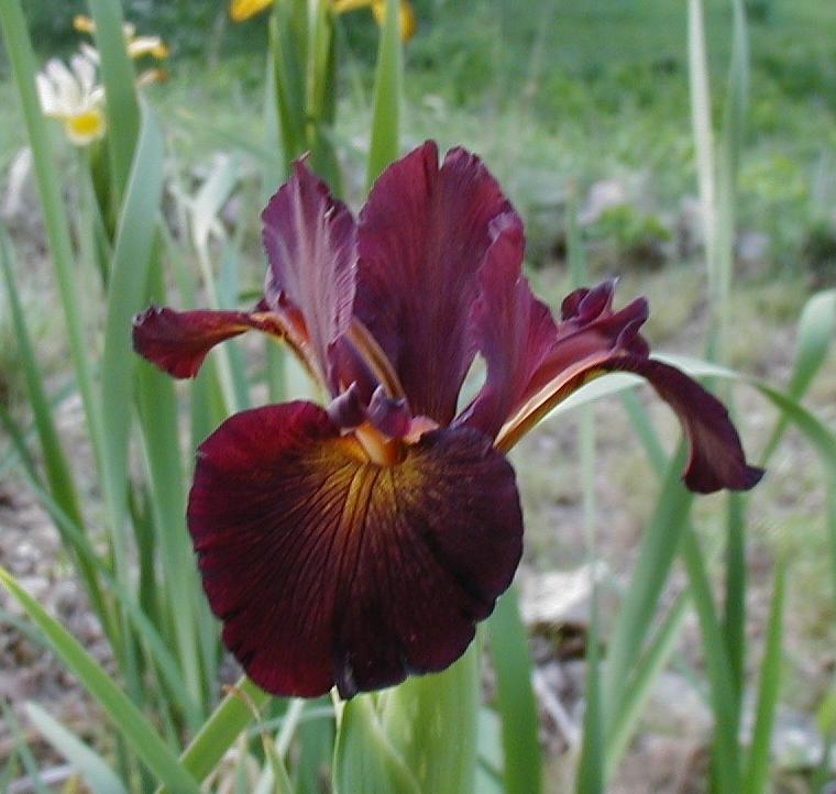 Photo of Spuria Iris (Iris 'Border Town') uploaded by needrain
