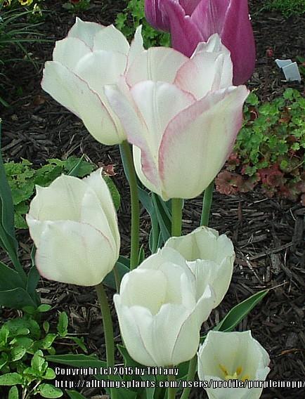 Photo of Tulips (Tulipa) uploaded by purpleinopp