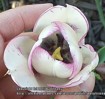 Photo of Tulips (Tulipa) uploaded by purpleinopp