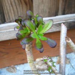 Location: At our garden - San Joaquin County, CA
Date: 2015-01-23 - Winter
Aeonium arboreum cuttings with new leaves forming