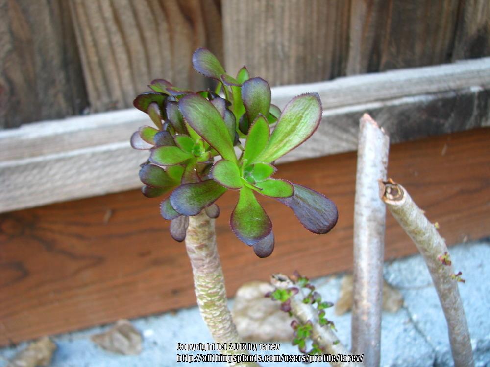 Photo of Aeonium (Aeonium arboreum) uploaded by tarev
