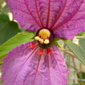 Dalechampia dioscoreifolia mature blossom