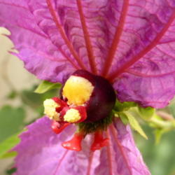 Location: Colima, Mexico (Zone 11)
Date: 2014-02-20
Dalechampia dioscoreifolia mature blossom up close and personal