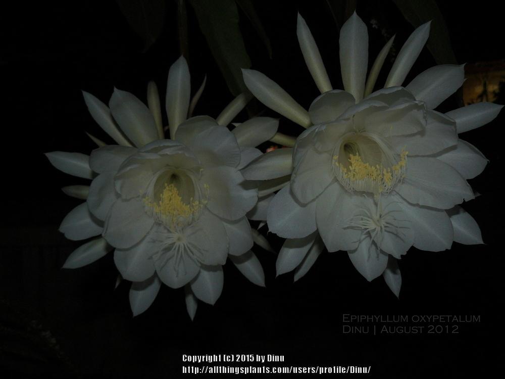 Photo of Queen of the Night (Epiphyllum oxypetalum) uploaded by Dinu
