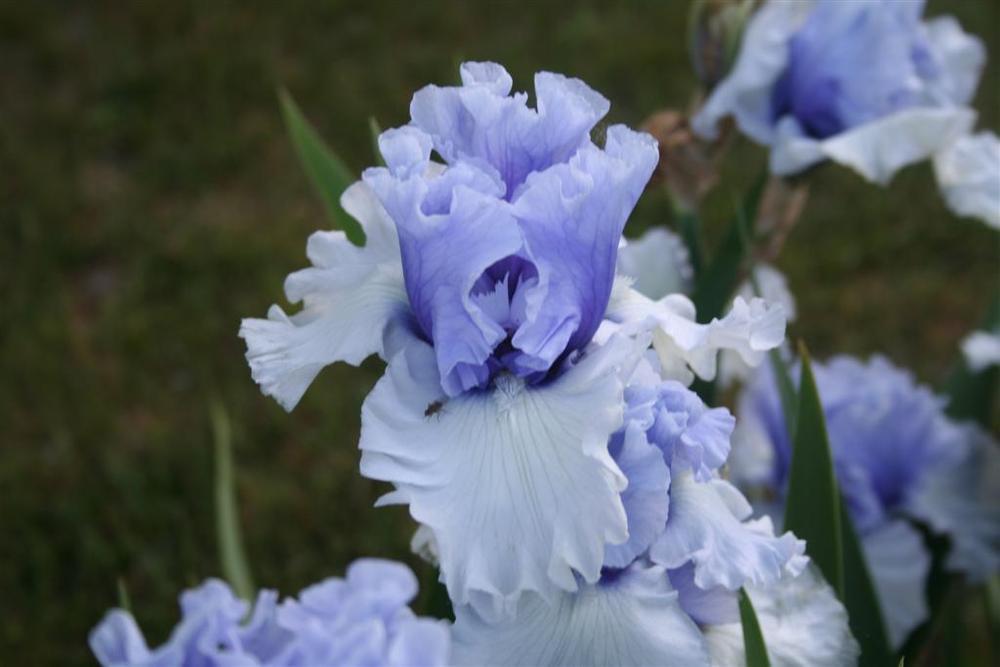 Photo of Tall Bearded Iris (Iris 'Wintry Sky') uploaded by KentPfeiffer