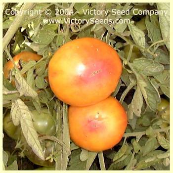 Photo of Tomato (Solanum lycopersicum 'Pineapple') uploaded by MikeD