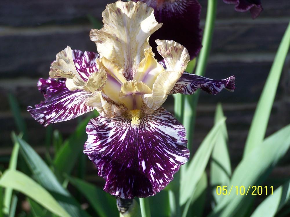 Photo of Tall Bearded Iris (Iris 'Gnus Flash') uploaded by Misawa77