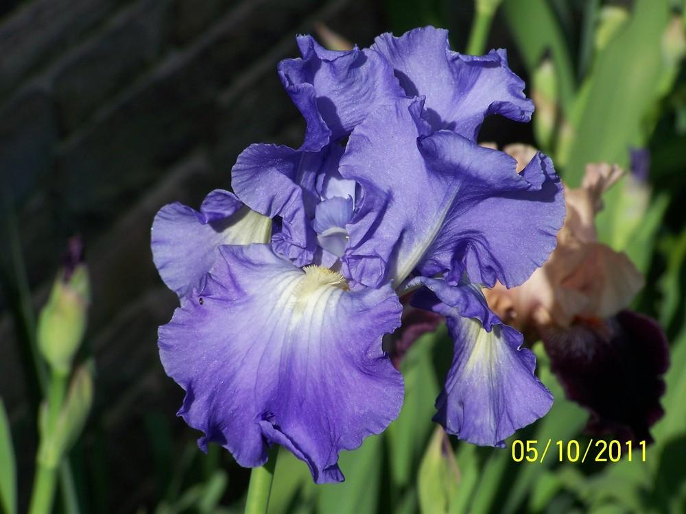 Photo of Tall Bearded Iris (Iris 'Victoria Falls') uploaded by Misawa77
