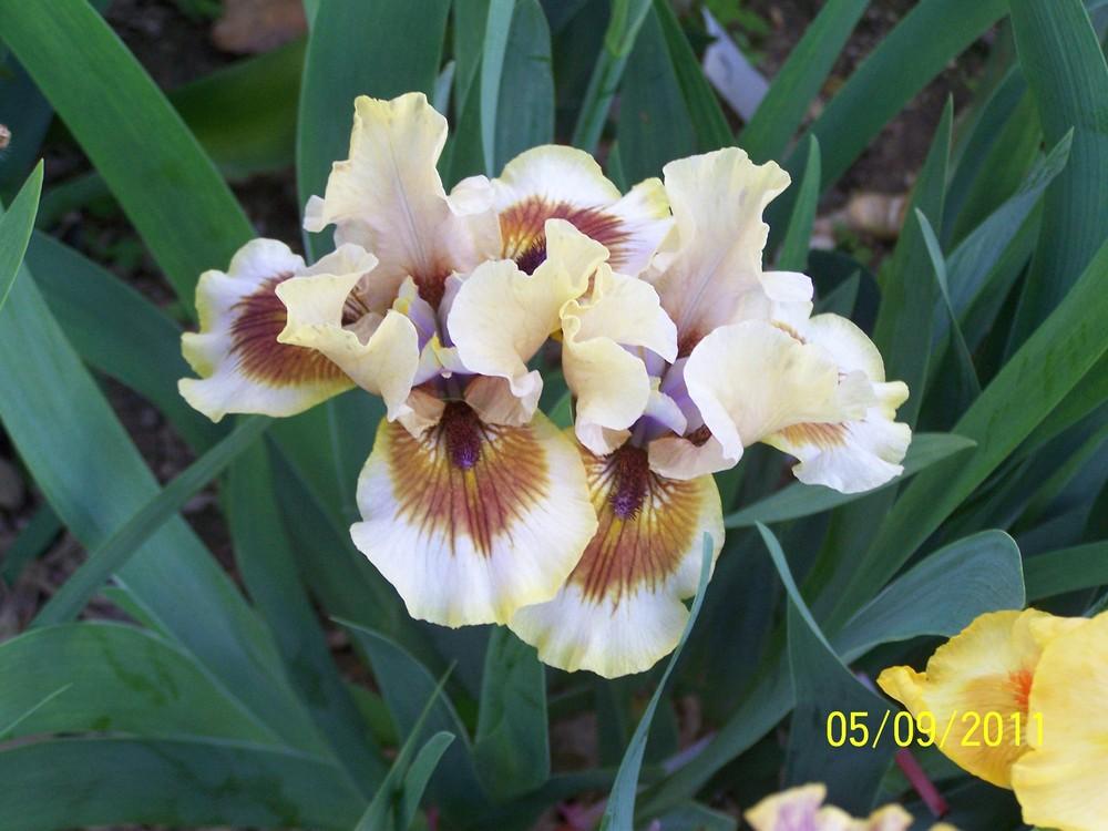 Photo of Intermediate Bearded Iris (Iris 'Zing Me') uploaded by Misawa77