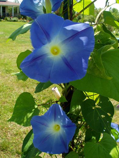 Photo of Morning Glory (Ipomoea tricolor 'Heavenly Blue') uploaded by Tree_climber
