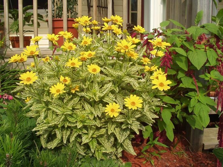 Photo of False Sunflower (Heliopsis helianthoides var. scabra Loraine Sunshine) uploaded by Tree_climber