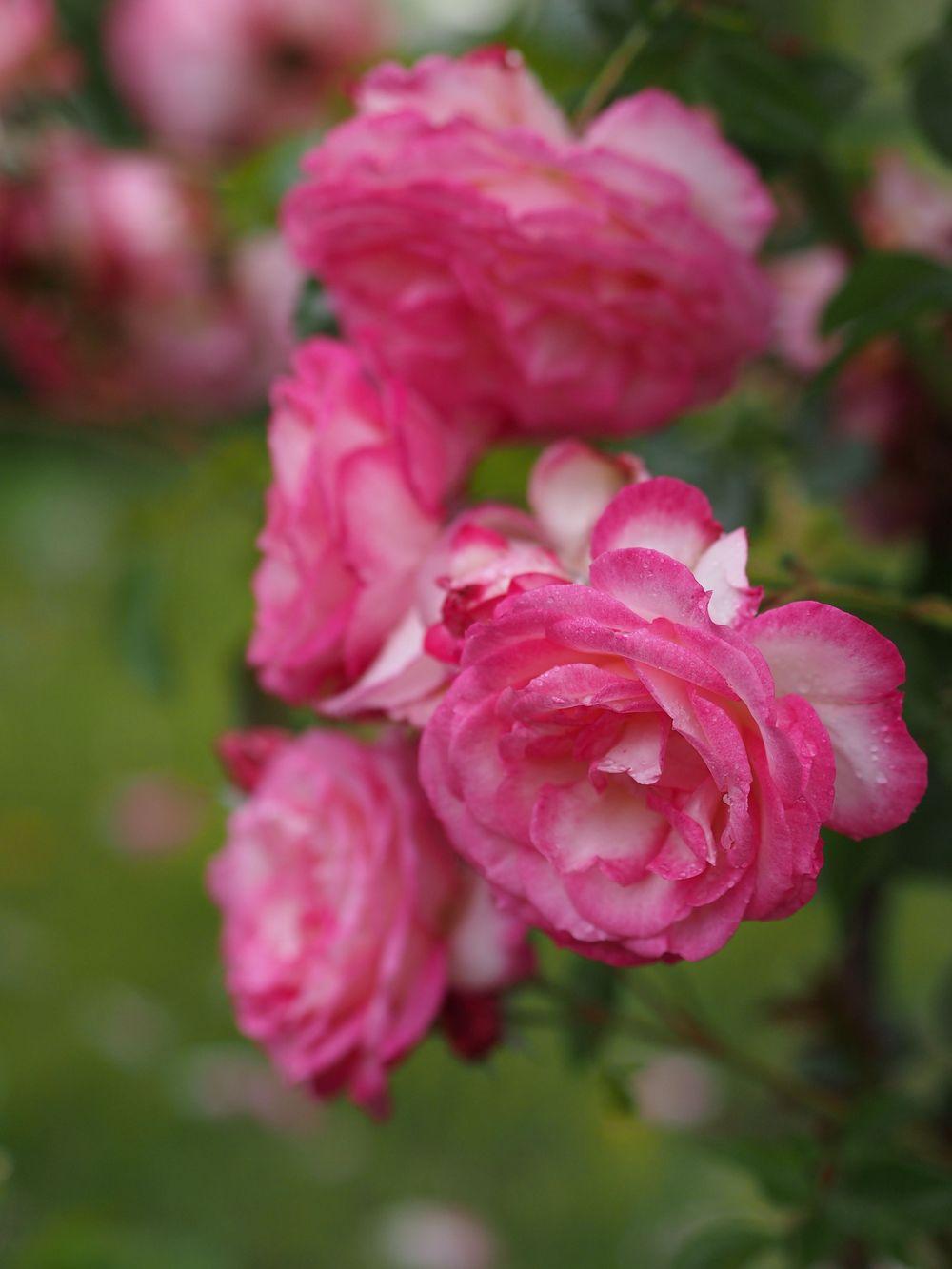 Photo of Rose (Rosa 'Harlekin') uploaded by admin