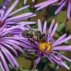 Location: Apis mellifera (honey bee) on Symphyotrichum novae-angliae (New England aster)
Photo courtesy of: Tom Potterfield