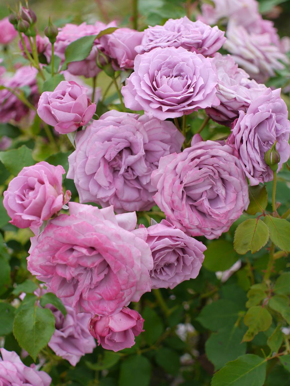 Photo of Rose (Rosa 'Lilac Dawn') uploaded by admin