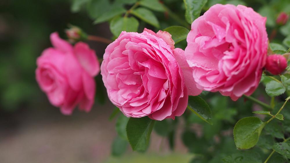 Photo of Rose (Rosa 'Leonardo da Vinci') uploaded by admin