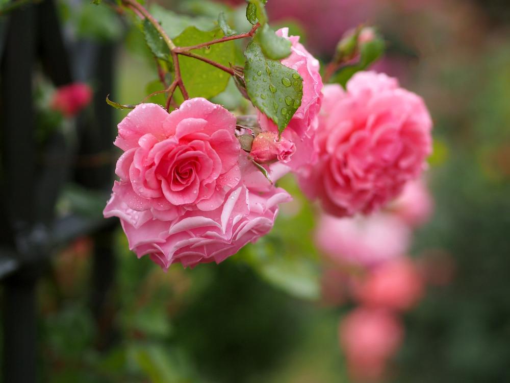 Photo of Rose (Rosa 'Dream Weaver') uploaded by admin