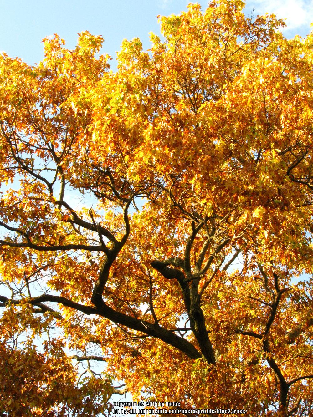 Photo of Black Oak (Quercus velutina) uploaded by blue23rose