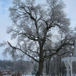Location: Elberfeld, Indiana
Date: 2009-01-29
This tree is about 90 feet tall.