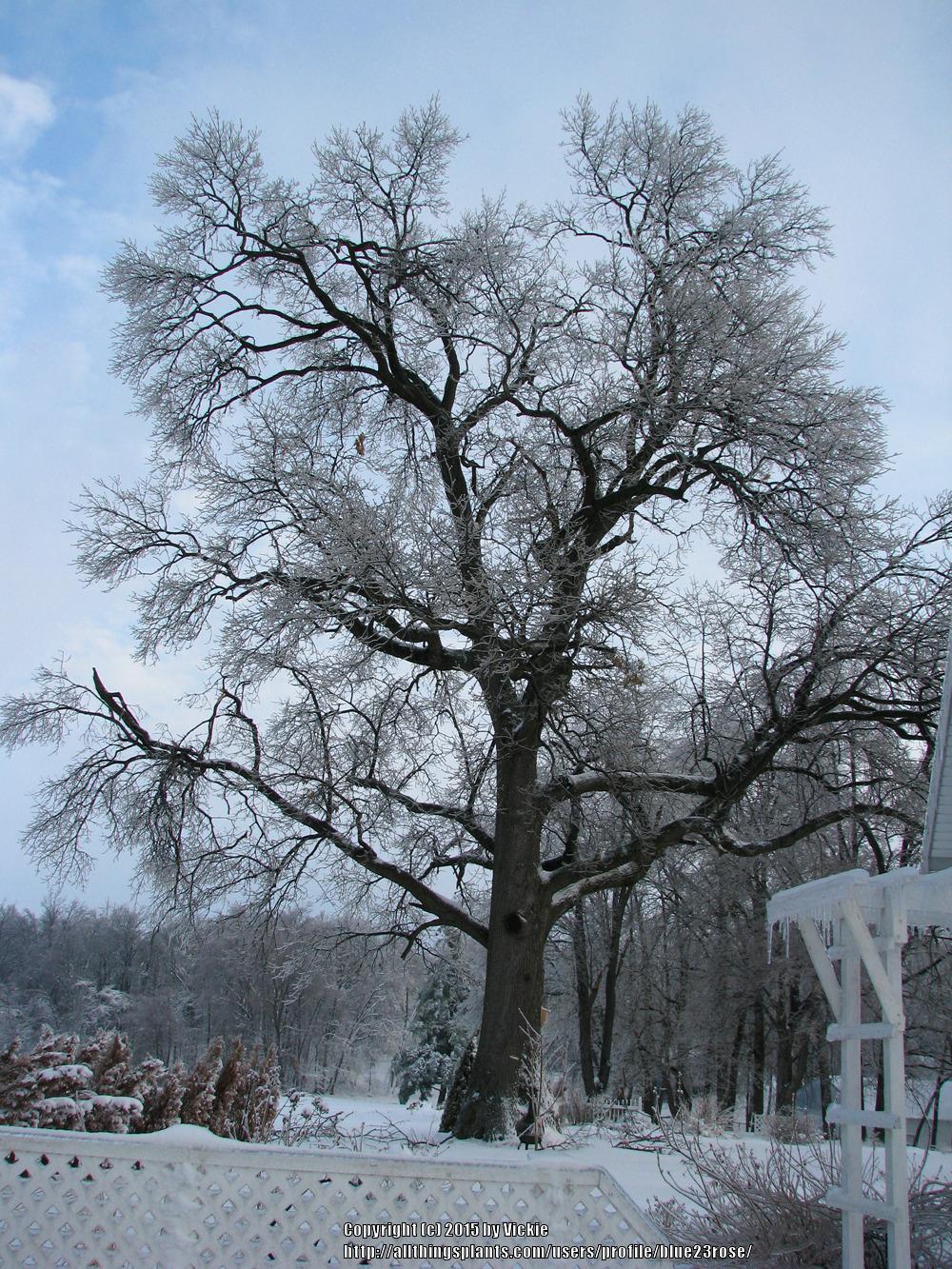 Photo of Black Oak (Quercus velutina) uploaded by blue23rose