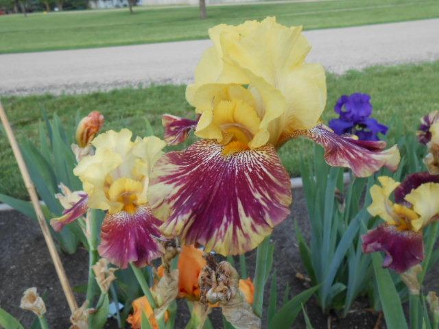 Photo of Tall Bearded Iris (Iris 'Ziggy') uploaded by crowrita1