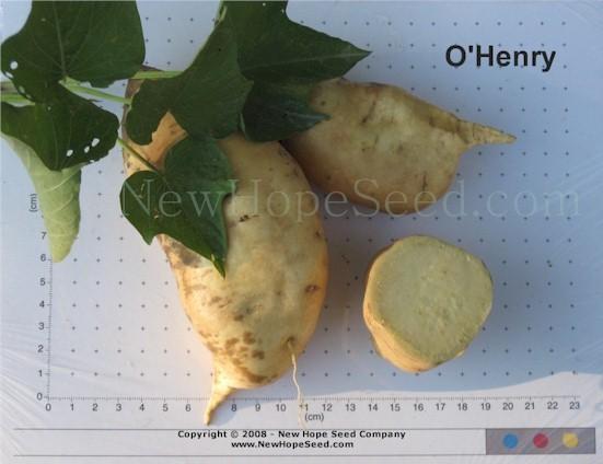 Photo of Sweet Potato (Ipomoea batatas 'O'Henry') uploaded by farmergrass
