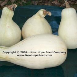 Location: Bon Aqua, TN
Date: 2004
Image used courtesy of the New Hope Seed Company