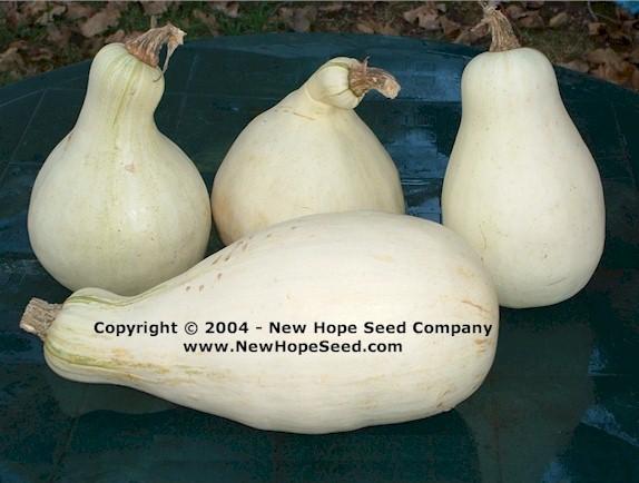 Photo of Cushaw Pumpkin (Cucurbita mixta 'Tennessee Sweet Potato') uploaded by farmergrass