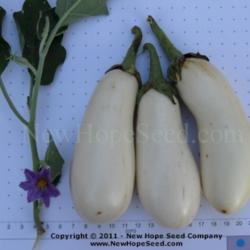 Location: Bon Aqua, TN
Date: 2011
Image used courtesy of the New Hope Seed Company