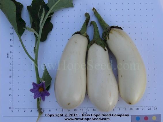 Photo of Eggplant (Solanum melongena 'Casper') uploaded by farmergrass