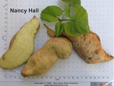 Photo of Sweet Potato (Ipomoea batatas 'Nancy Hall') uploaded by farmergrass