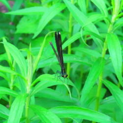 Location: central Illinois
Date: 2011-06-03
w/ a Jewelwing