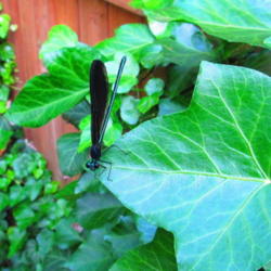 Location: central Illinois
Date: 6-3-11
w/ a Jewelwing