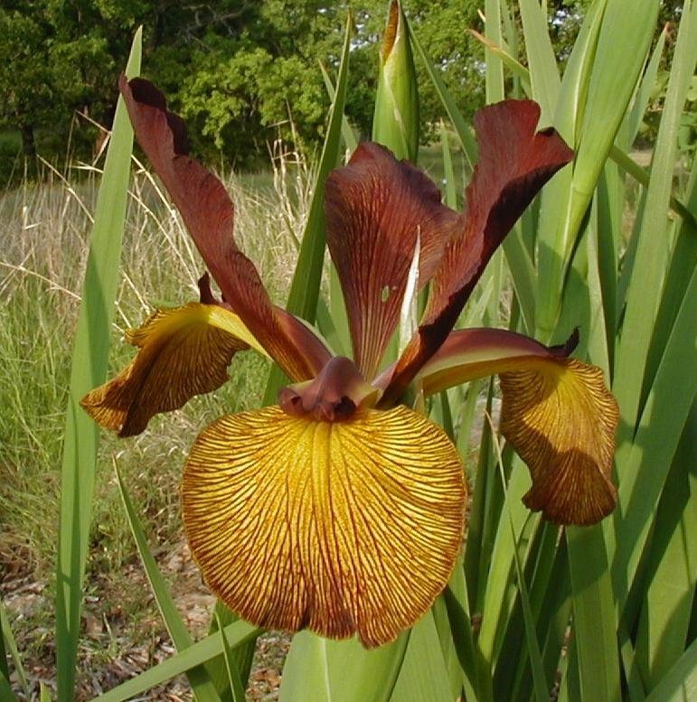 Photo of Spuria Iris (Iris 'Cinnamon Stick') uploaded by needrain