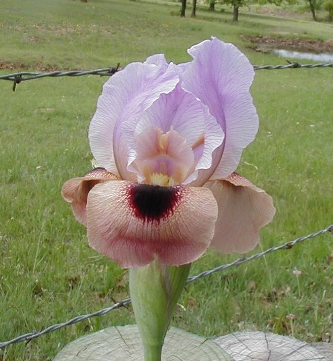 Photo of Arilbred Iris (Iris 'Desert Attire') uploaded by needrain