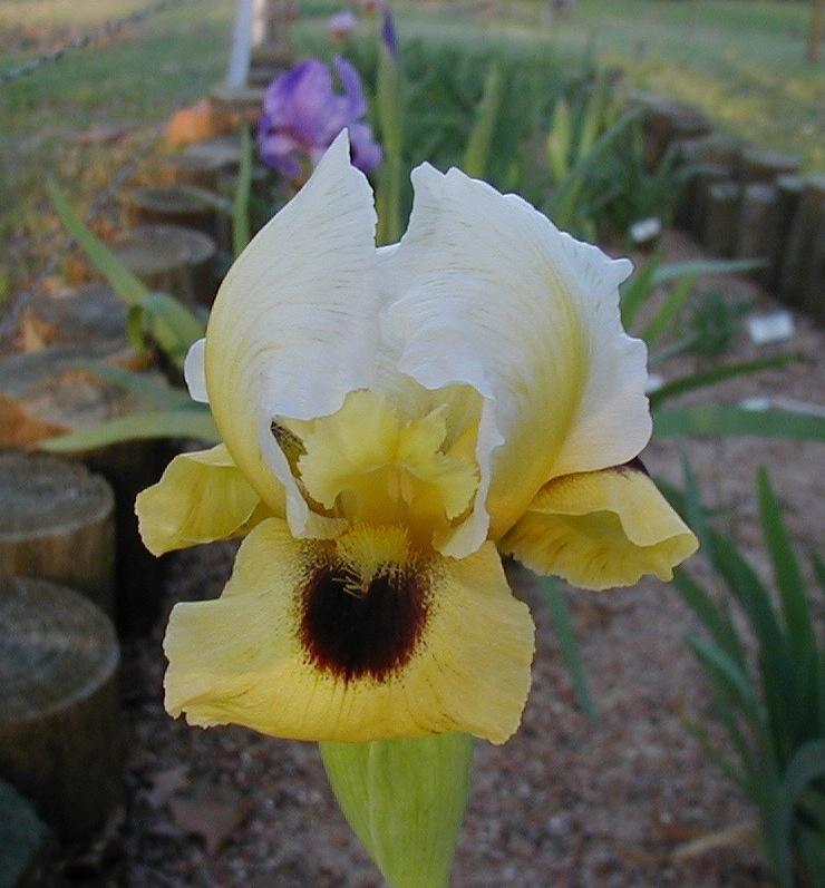 Photo of Arilbred Iris (Iris 'Domingo') uploaded by needrain