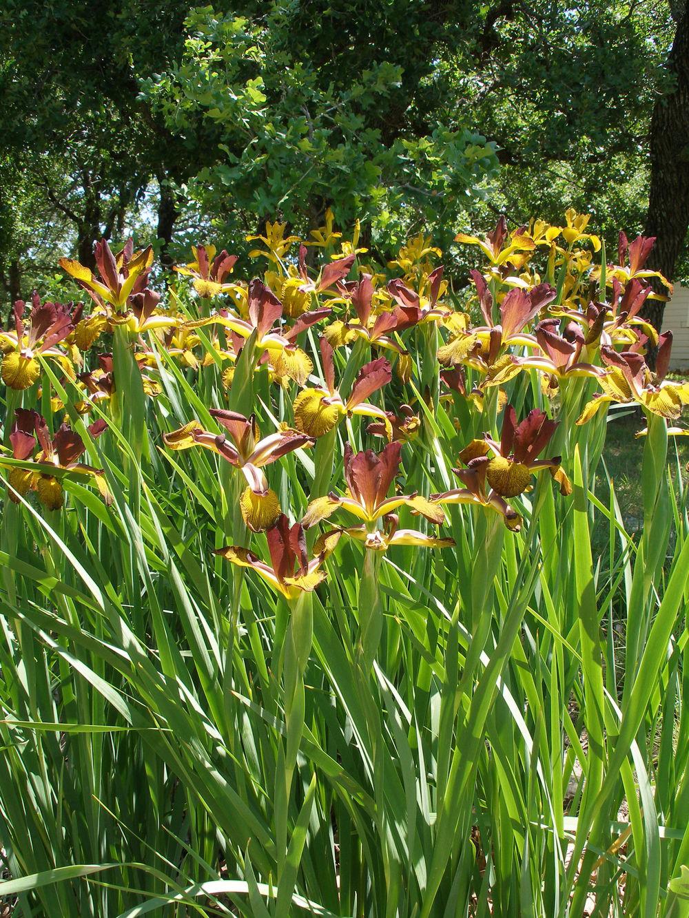 Photo of Spuria Iris (Iris 'Cinnamon Stick') uploaded by needrain