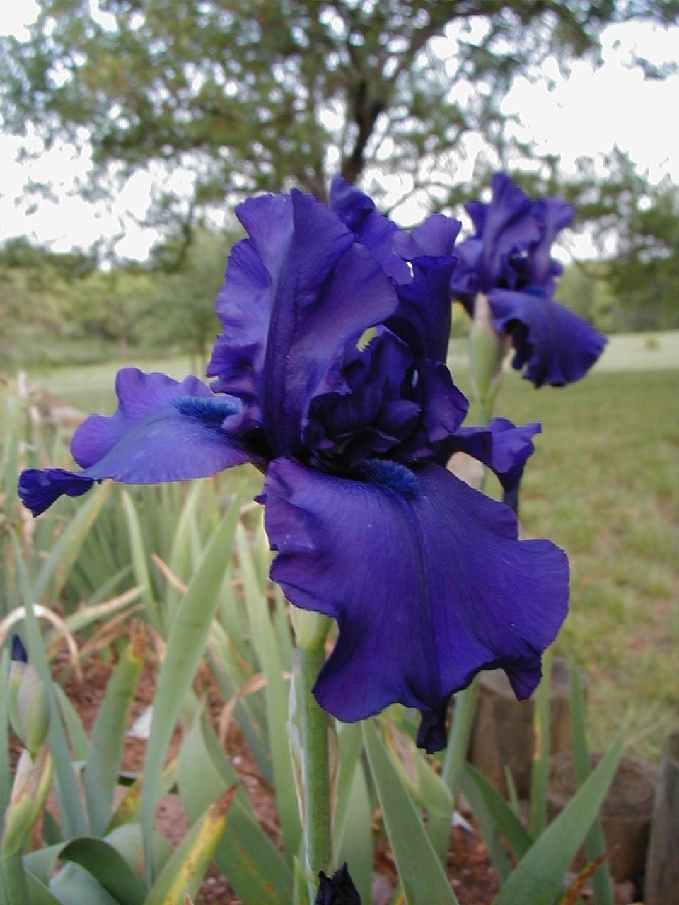 Photo of Tall Bearded Iris (Iris 'Dusky Challenger') uploaded by needrain