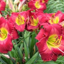 
 Photo Courtesy of Lewis Daylily Garden . Used with Permission