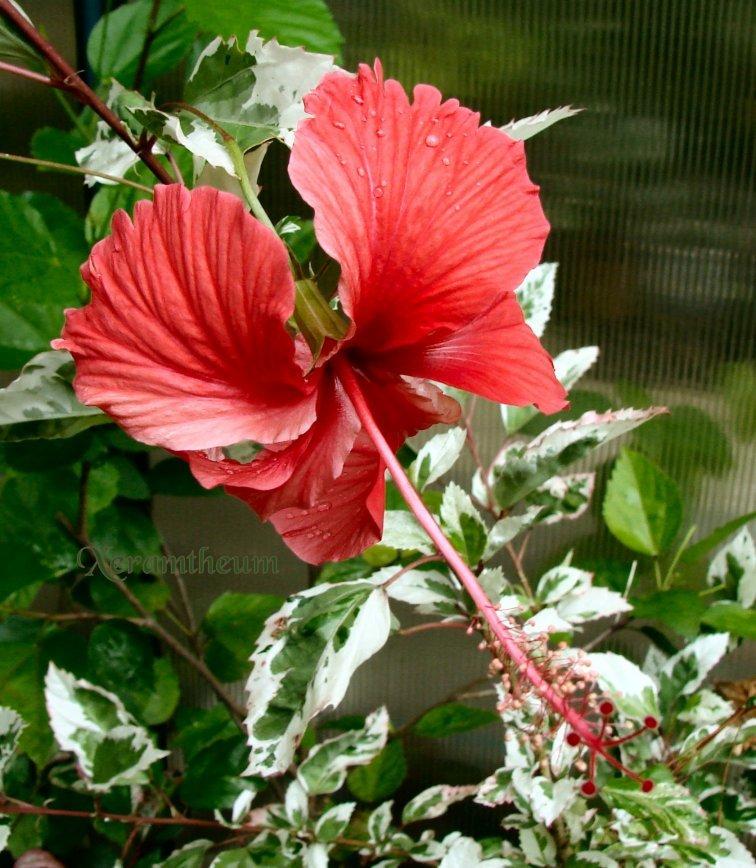 Photo of Variegated Tropical Hibiscus (Hibiscus rosa-sinensis 'Snow Queen') uploaded by Xeramtheum