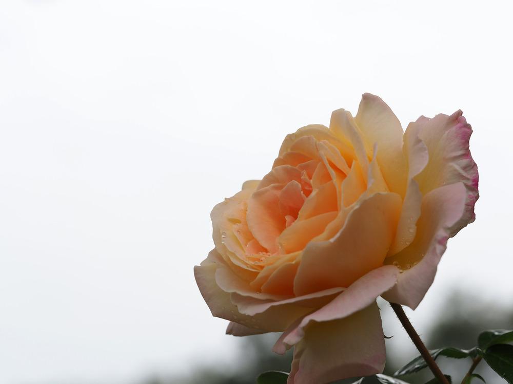 Photo of Hybrid Tea Rose (Rosa 'Peace') uploaded by admin