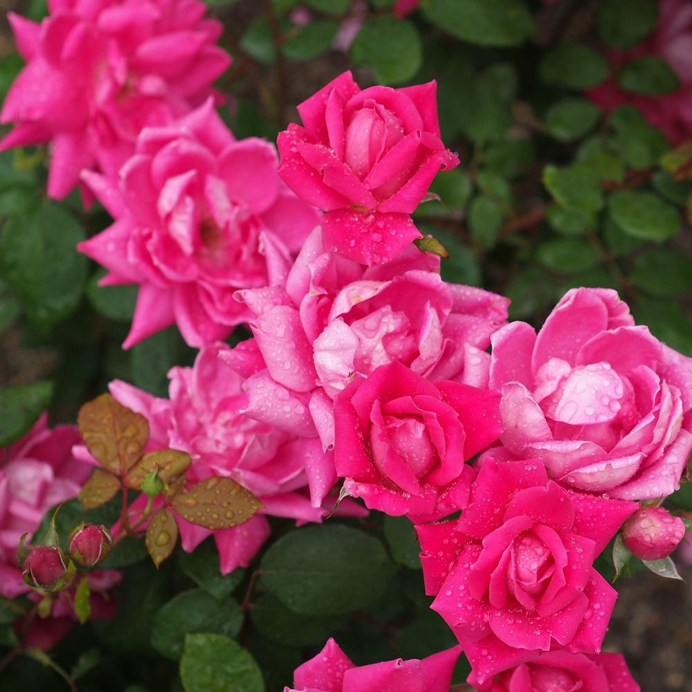 Photo of Rose (Rosa 'Pink Double Knock Out') uploaded by admin