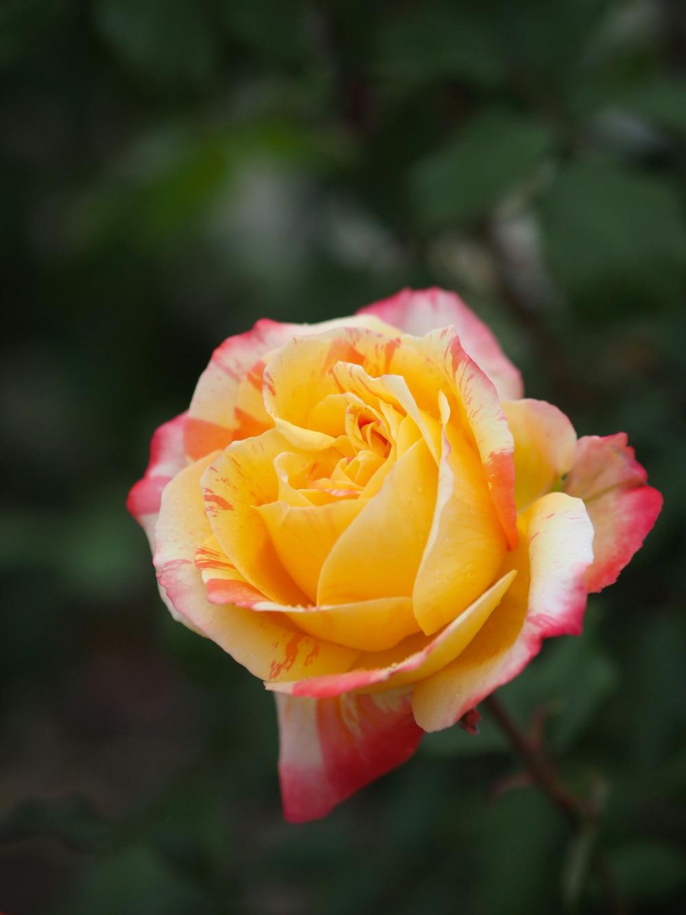 Photo of Rose (Rosa 'Tropical Sunset') uploaded by admin