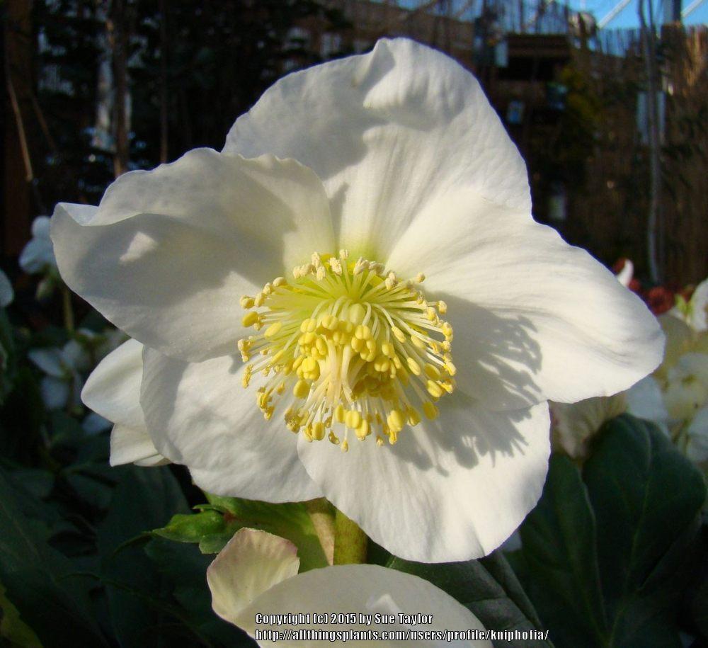 Photo of Hellebore (Helleborus niger Gold Collection® Josef Lemper) uploaded by kniphofia