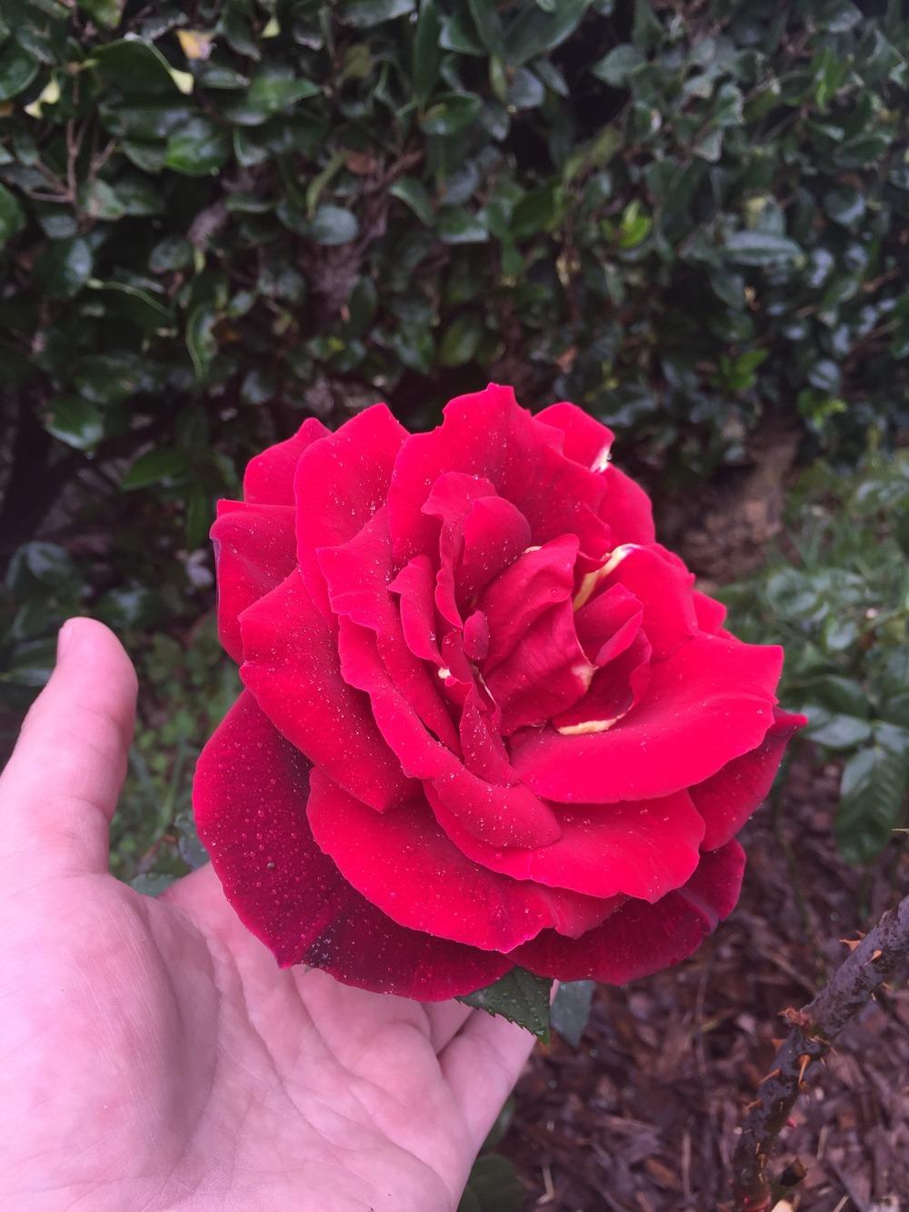 Photo of Hybrid Tea Rose (Rosa 'Mister Lincoln') uploaded by mattmackay22