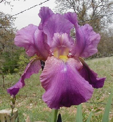 Photo of Arilbred Iris (Iris 'Elmohr') uploaded by needrain